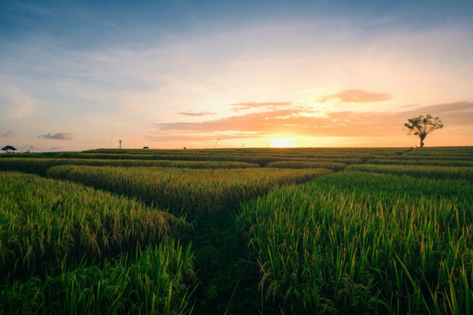 5 Motivos para fazer o Curso de Agropecuária Sustentável do SENAR
