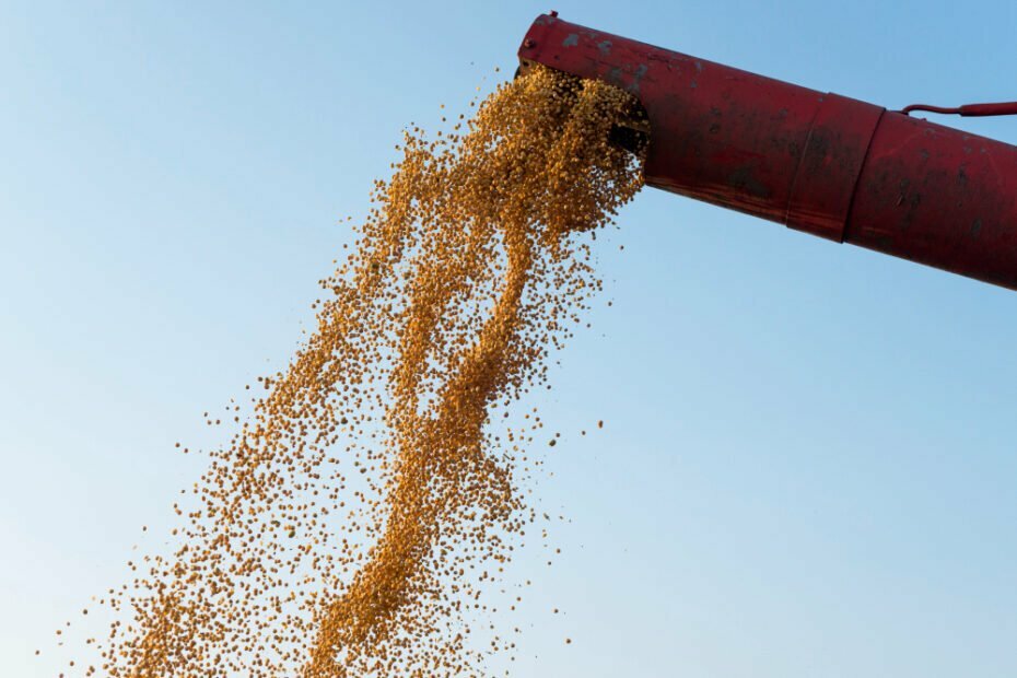 5 Razões para fazer o Curso de Cultivo e Produção de Grãos do SENAR